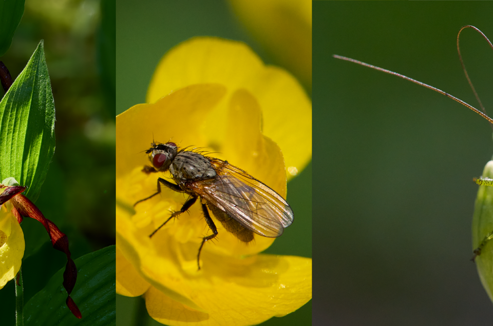 04.09.2022 Makrofotografie Intensiv Workshop (Botanischer Garten der Universität Wien)