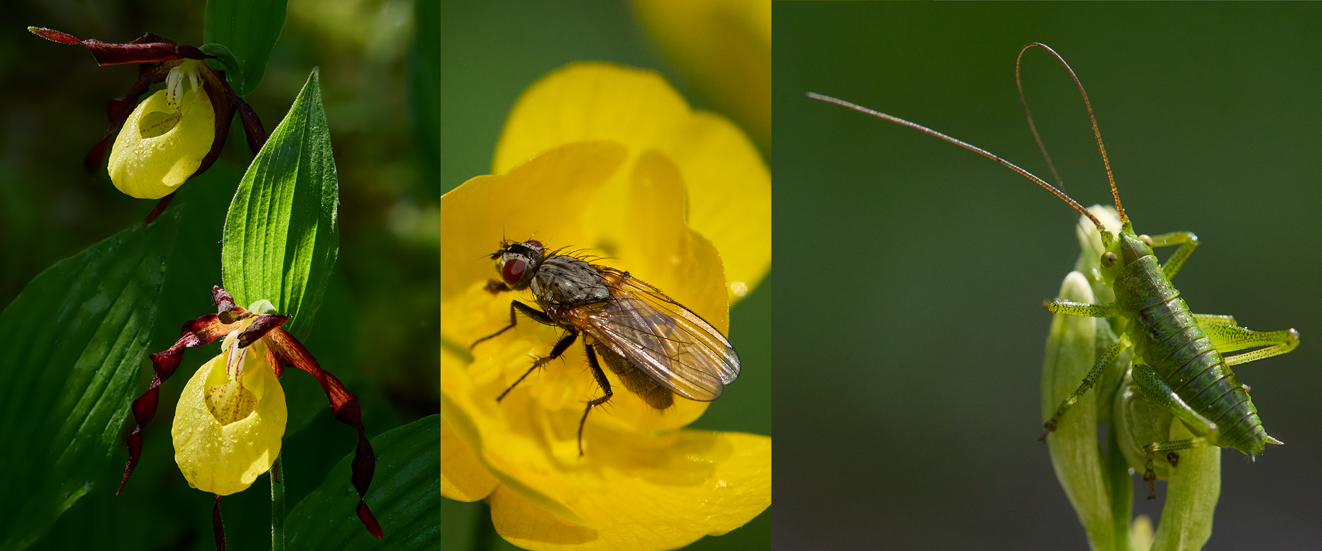 04.09.2022 Makrofotografie Intensiv Workshop (Botanischer Garten der Universität Wien)
